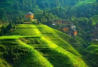 Tree Greenery Hill Plantation House Desktop Wallpaper Nature