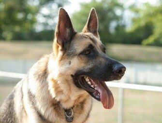 Shepherd Dog Face Photo And Wallpaper Beautiful German