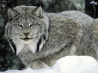 Wild Cats HD Wallpaper