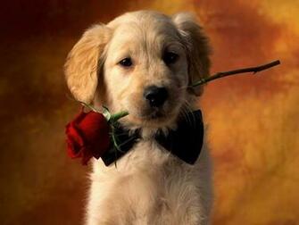 Puppy Wallpaper Desktop HD