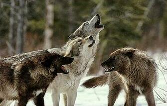 Wolfs Roar HD Wallpaper Photo