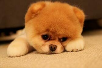 Browse Boo The Dog Book HD Photo Wallpaper Collection