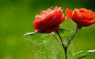 New Red Rose Flower Wallpaper HD