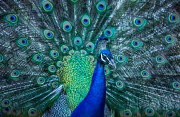 Beautiful Image Of Peacocks The Photo Argus