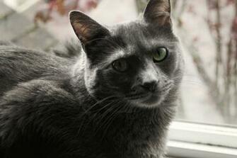 Contented Cat Korat Wallpaper And Image Pictures