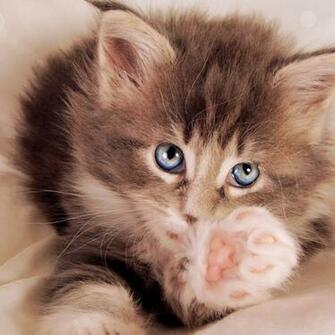 HD Cat iPad Wallpaper