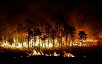 Forest Fire HD Wallpaper Background Of Your Choice
