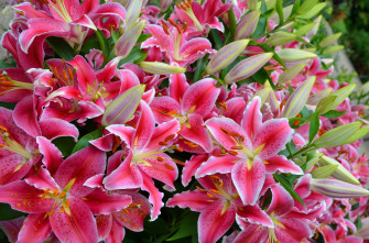 Pink Flower Nature Lily HD Wallpaper