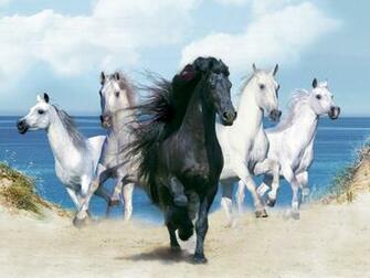 Horse Wallpaper Pictures Of Animal Photo