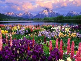 Home Flower Wallpaper Flowers Field