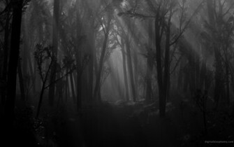 Dark Forest