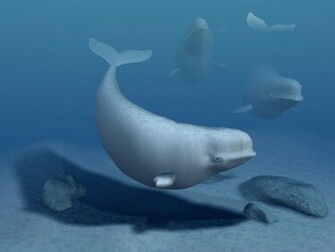 Beluga Whale Wallpaper