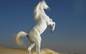Lesson Horse Wallpaper