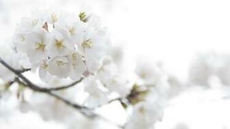White Flower HD Wallpaper