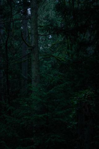 Forests