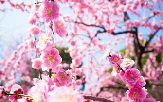 Japanese Cherry Blossom Wallpaper Weddingdressin