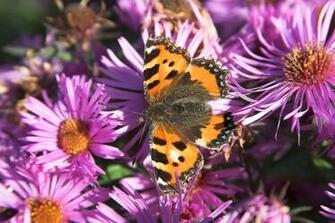 Tortoiseshell Butterfly Small Wallpaper