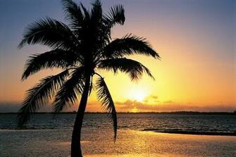 Palm Trees Wallpaper Sunsets Desktop