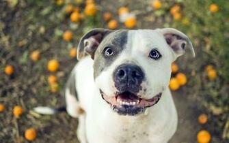 HD Pitbull Dog Wallpaper HDwallsource
