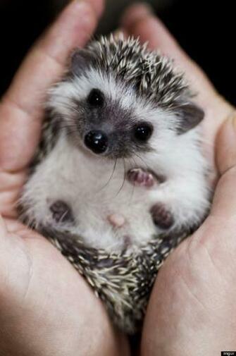 Tiny Hedgehogs Who Are Super Cynical Photos