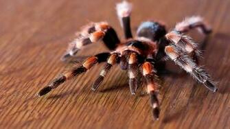Tarantula Spider HD Wallpaper Image