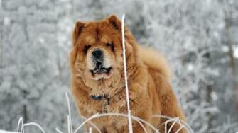 Chow Wallpaper Vuck2gi 4usky