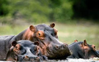 Hippopotamus 2bwallpaper 2b Wallpaper