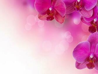 Beautiful Purple Orchid Flowers HD Wallpaper