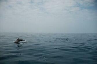 Maldives Dolphin Desktop Wallpaper