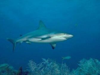 Bull Shark Screensaver Screensavers