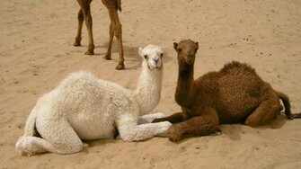 Camel Wallpaper