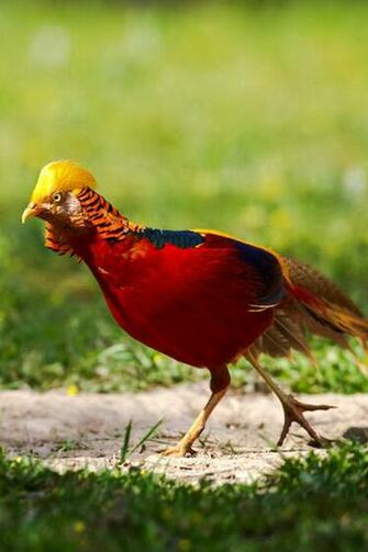 Golden Pheasant iPhone Wallpaper