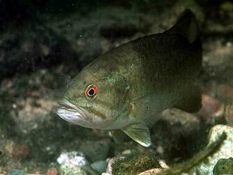 Bass Fish