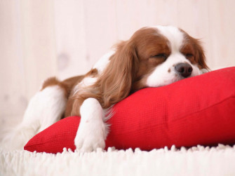 Cute Little Puppies Wallpaper