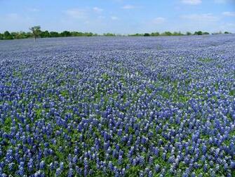 Texas Bluebonnet Wallpaper Picswallpaper