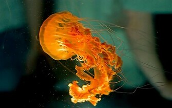 Jellyfish Wallpaper Animal Literature