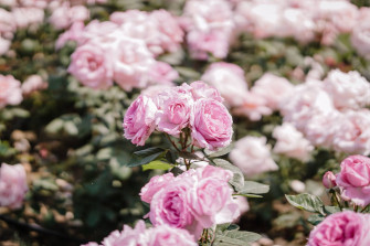 Flowers 4k Wallpaper