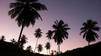 Palm Tree Wallpaper HD Pictures