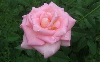 Big Pink Rose Desktop Laptop Wallaper Listed In Category