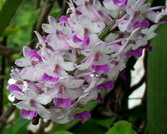 Foxtail Orchids Flower Wallpaper
