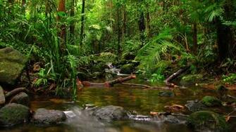 Rain Forest Wallpaper