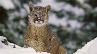 Mountain Lion Wallpaper HD