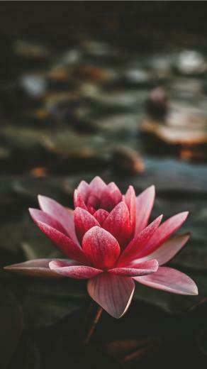 Om Mani Padme Hum iPhone Se Wallpaper