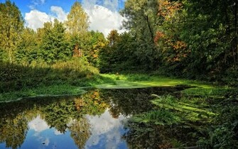 Forest Pond Wallpaper