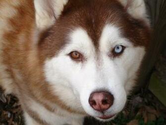 Wallpaper Husky Eyes HD Background Desktop