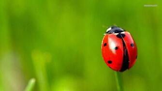 Ladybug Wallpaper