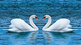 Explore The Collection Birds Swans Mute Swan