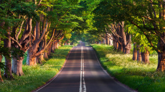 Wallpaper Road Trees Summer 4k Nature