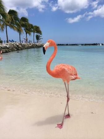 Renaissance Island Aruba In Flamingo Wallpaper