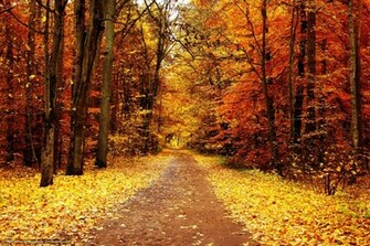 Descargar Gratis Oto O Carretera Bosque Parque Fondos De